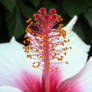 White Hibiscus