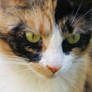 Playground Cat Close-up