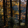 A walk in the autumn forest..