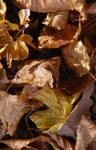 Last beech leaves.. by 7DS7