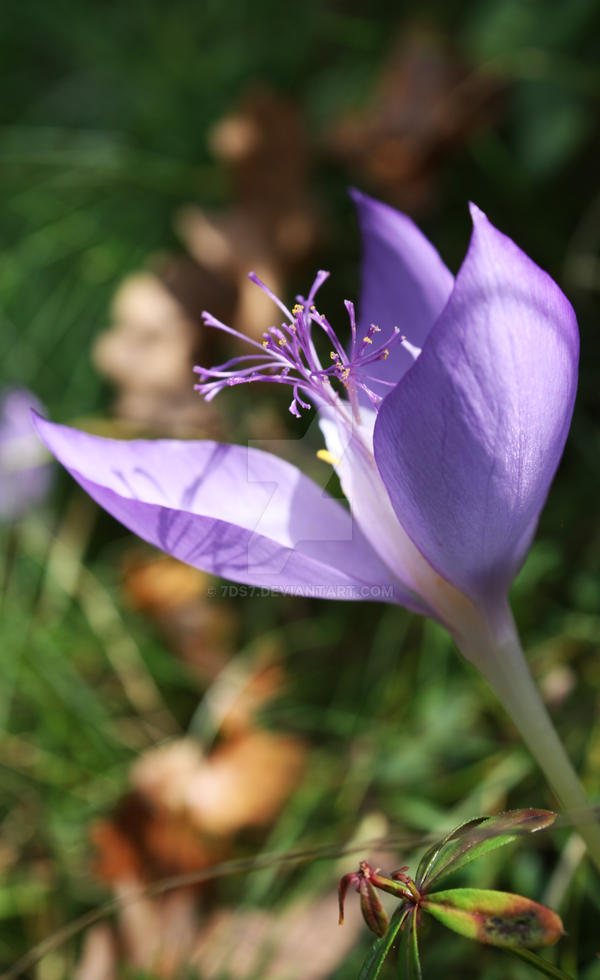 Autumn crocus