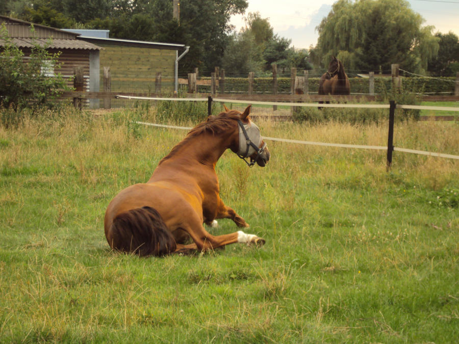 quirinus rolling