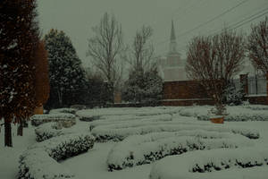 Snowscape