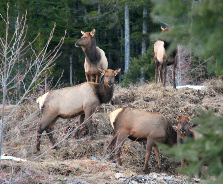 Elk