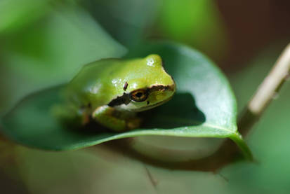 bonzai frog