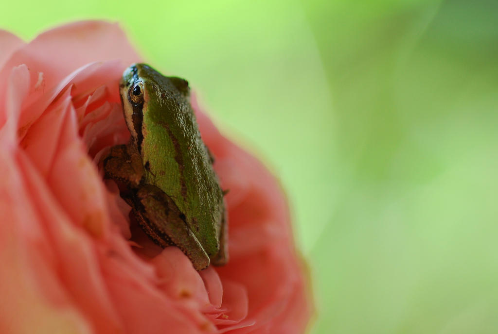 Mini frog on mini rose