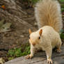 White squirrel