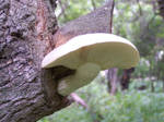 Tree Fungus 2-cvr-deviant by sfishffrog