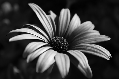 B and W Flower