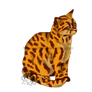 Leopardstar