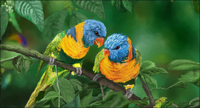 Lorikeets