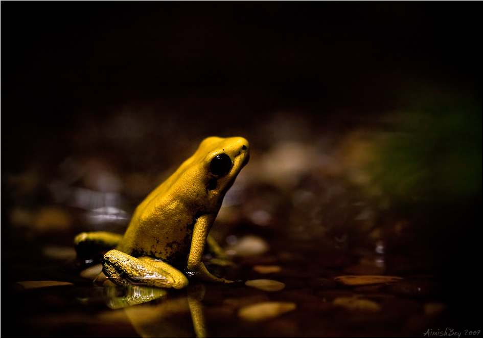 Phyllobates terribilis by AimishBoy
