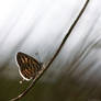 The Mediterranean Tiger Blue