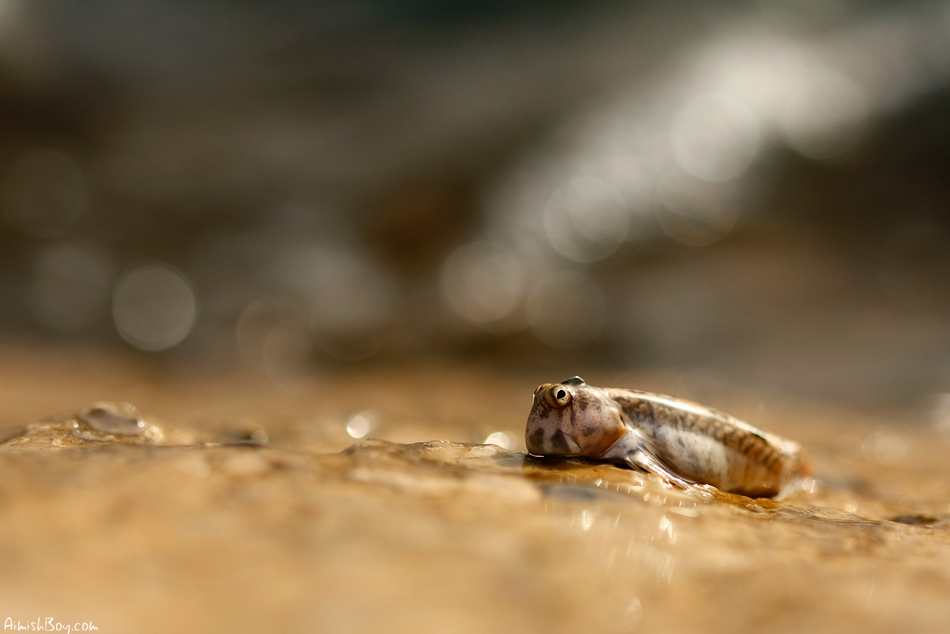 Red Sea Mudskipper