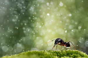 Life Inside A Snow Globe by AimishBoy