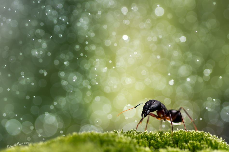 Life Inside A Snow Globe by AimishBoy