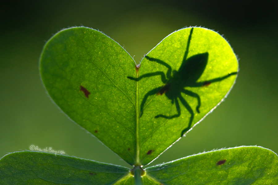 You can't spell Clover without Love..