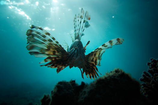 Underwater Lion