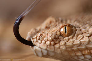 Sahara sand viper