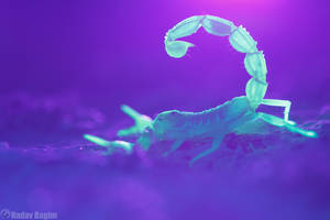 Scorpion Rave Party