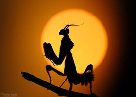 Thistle Mantis