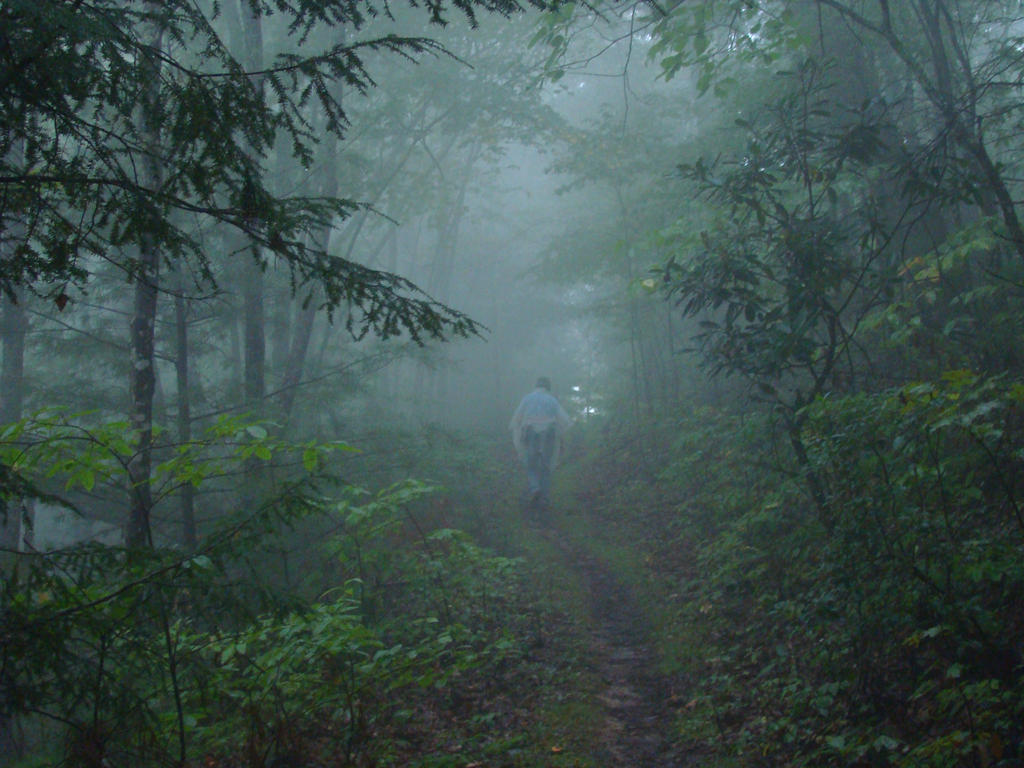 Dim Forest by Trailer on DeviantArt