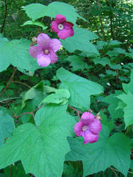 Purple-flowering Raspberry by Trail-er