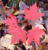 Four Red Maple leaves