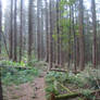 Spruce Forest