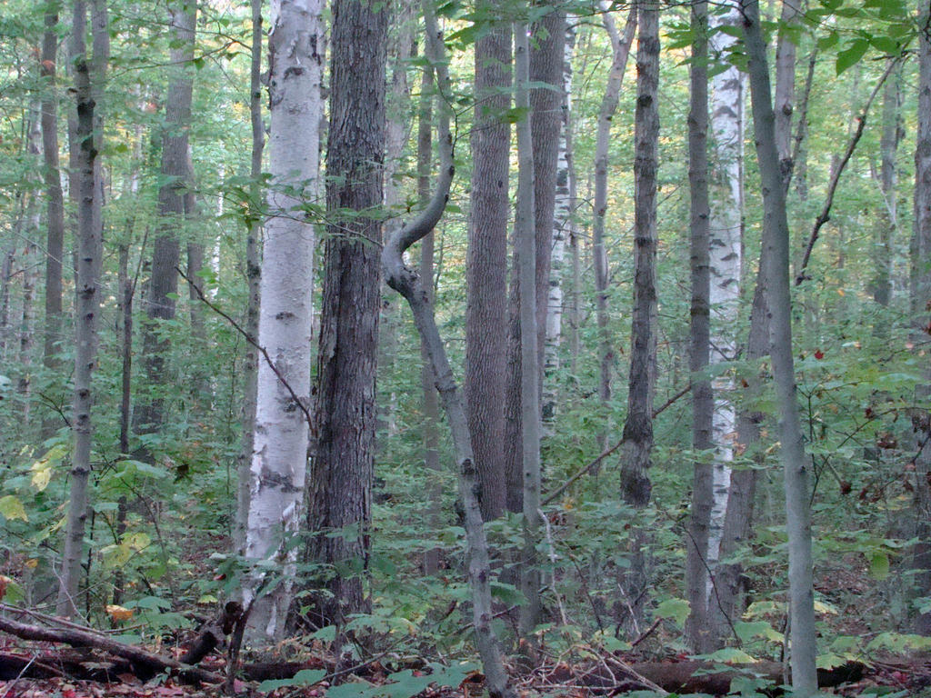 Tree mix by Trail-er on DeviantArt