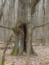 Tree Split Open