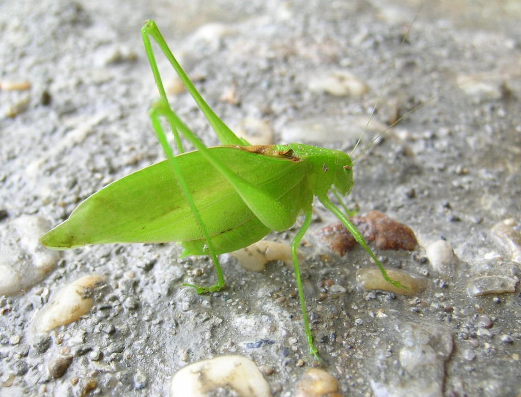 Katydid by Trail-er on DeviantArt