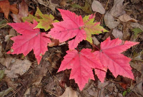 Red Maple Leaves