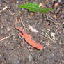 Red Eft in Connecticut