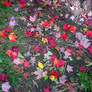 Red Maple Leaves on the Trail