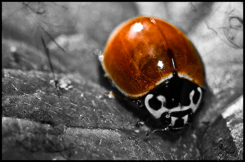 Lady Bug 2