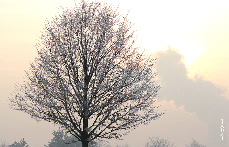 Winter tree 2