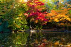 1283 Colorful Fall Pond