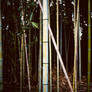 BAMBOO LOVE