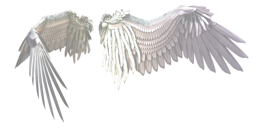 Четвертые крылья. Крылья. Крылья ангелов. Белые Крылья. Ангельские Крылья для фотошопа.