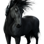 3d Friesian Horse