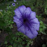 Blue-ish flower.