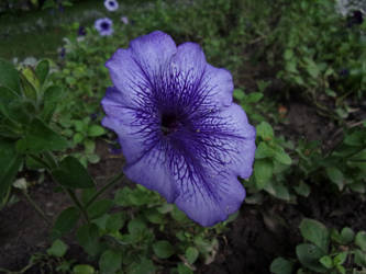 Blue-ish flower.