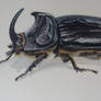 Watercolor Study Insect