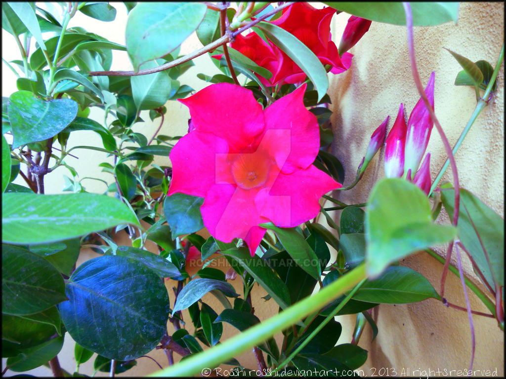 Mandevilla Bloom By Rosshi On DeviantArt mandevilla-bloom-by-rosshi-on-deviantart