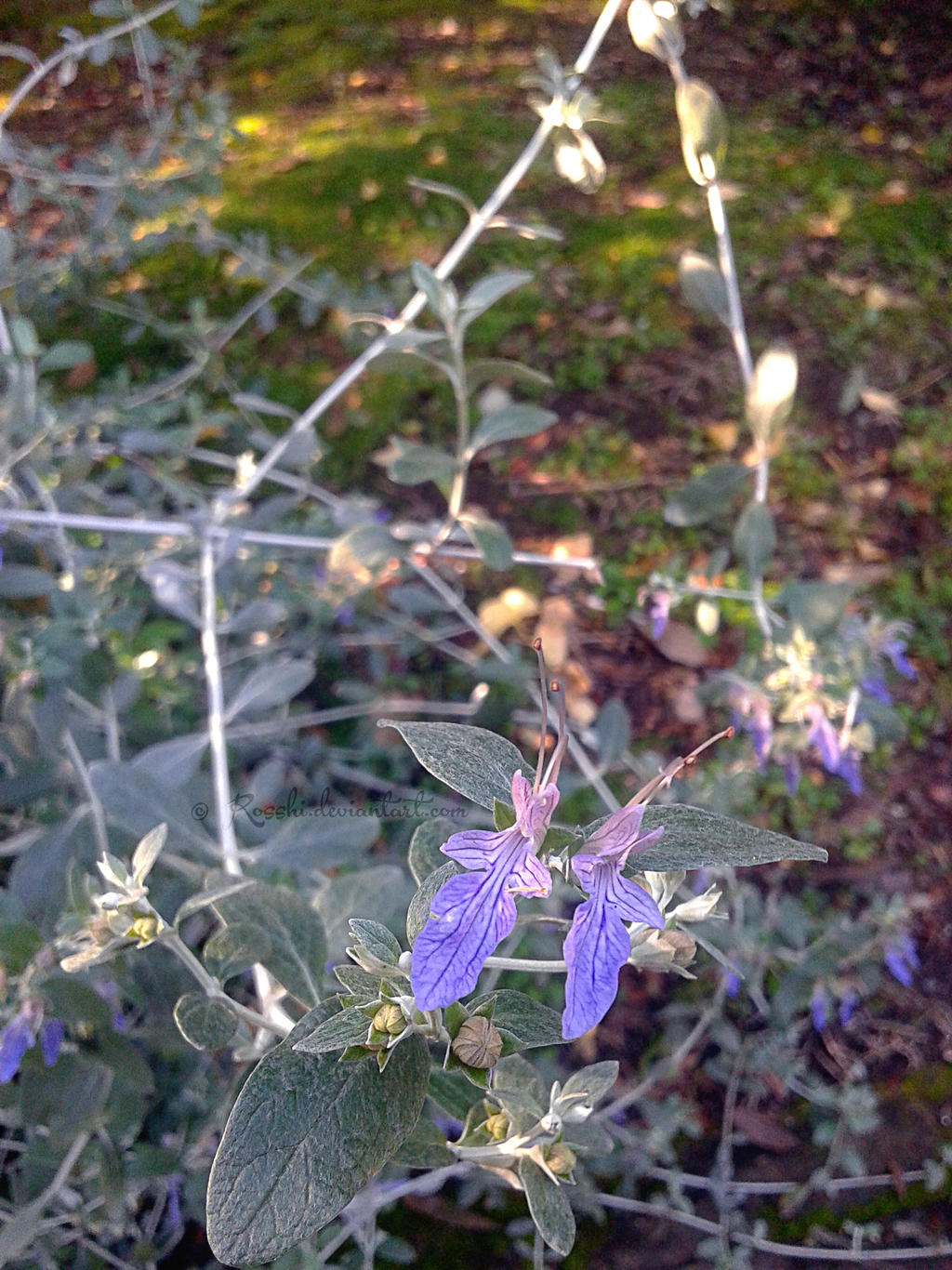 Teucrium fruticans - Flowers