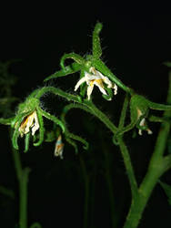 Tomatoes blooms