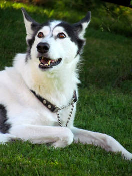 Happy husky