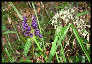 Flowers II