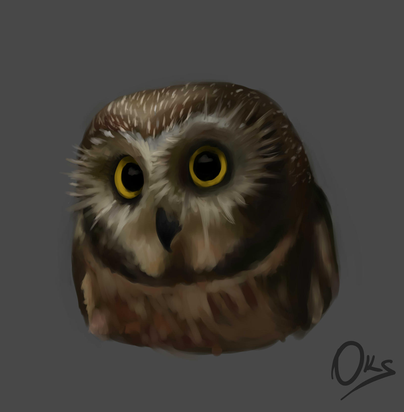 Owl